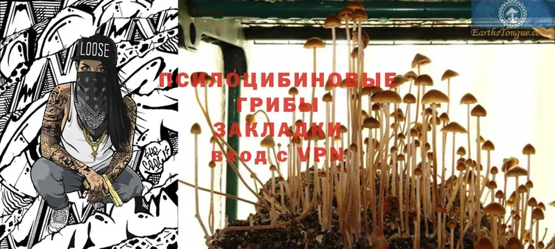 Галлюциногенные грибы Psilocybine cubensis  Никольск 